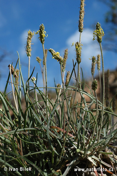 Llantén de mar