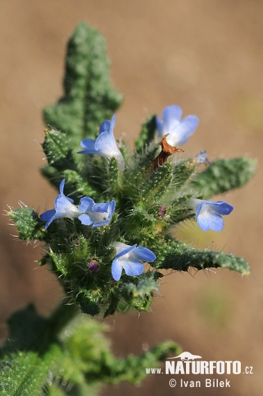 Lycopsis arvensis