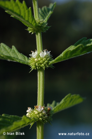 Lycopus europaeus
