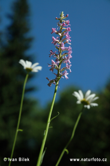 Manina rosea