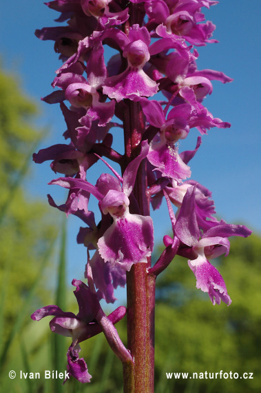 Mannetjesorchis