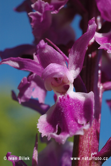 Mannetjesorchis