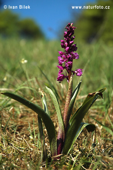 Mannetjesorchis
