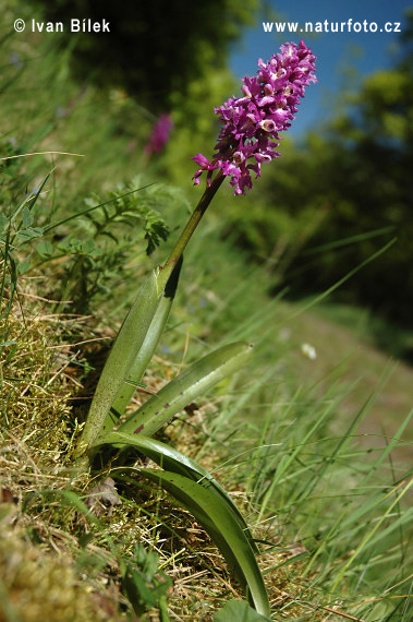 Mannetjesorchis