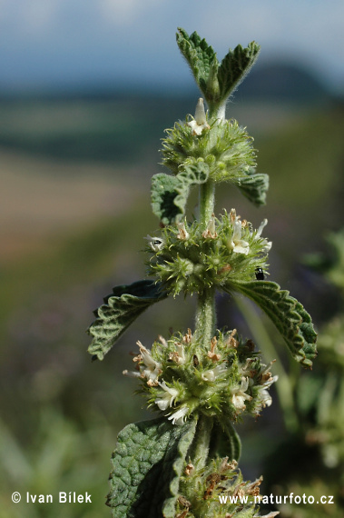 Marrubium vulgare