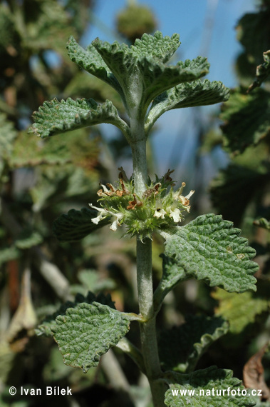 Marrubium vulgare