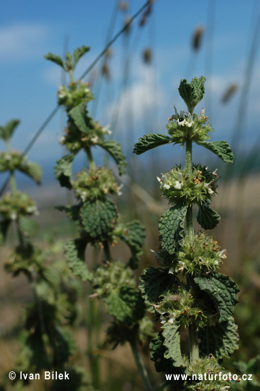 Marrubium vulgare