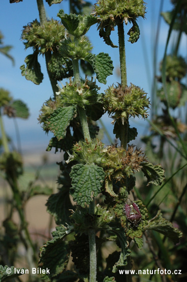 Marrubium vulgare