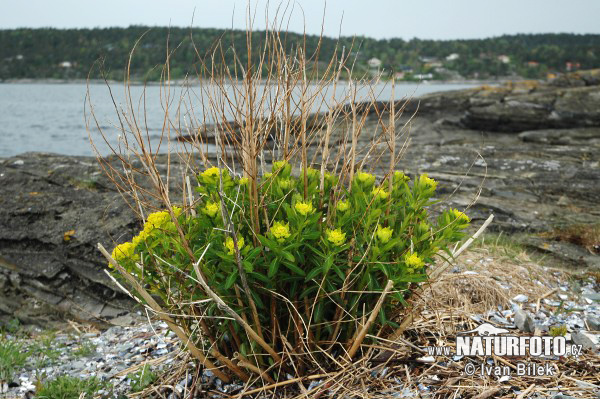 Marsh Spurge (Euphorbia palustris)