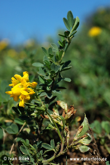 Medicago falcata