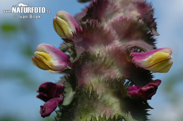 Melampyrum cristatum