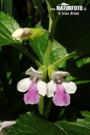 Melittis melissophyllum