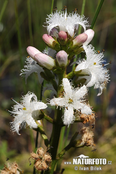 Menyanthes trifoliata