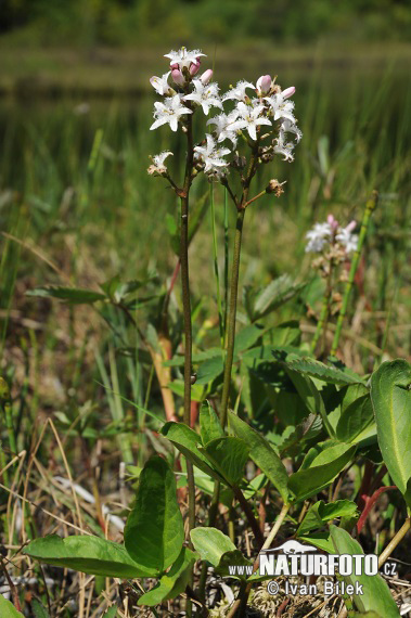 Menyanthes trifoliata