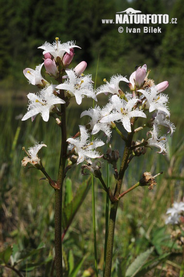 Menyanthes