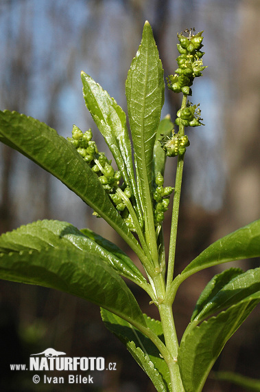 Mercurialis perennis