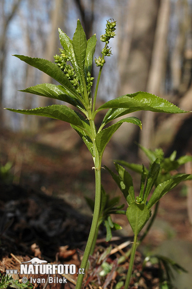 Mercurialis perennis