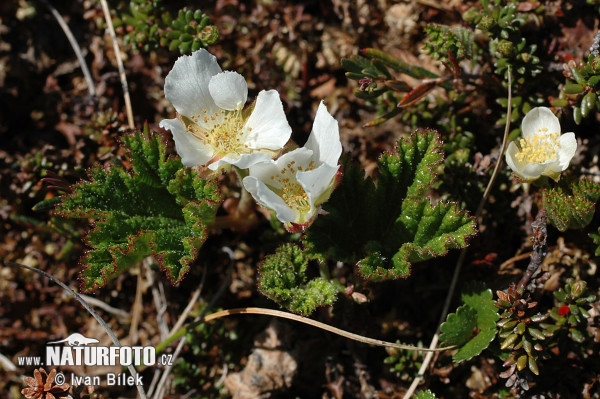 Mora de los Pantanos