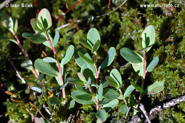 Mosebølle plante