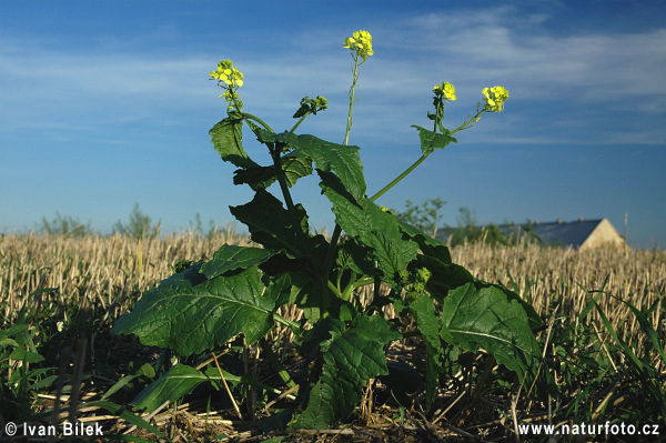 Mostaza de campo