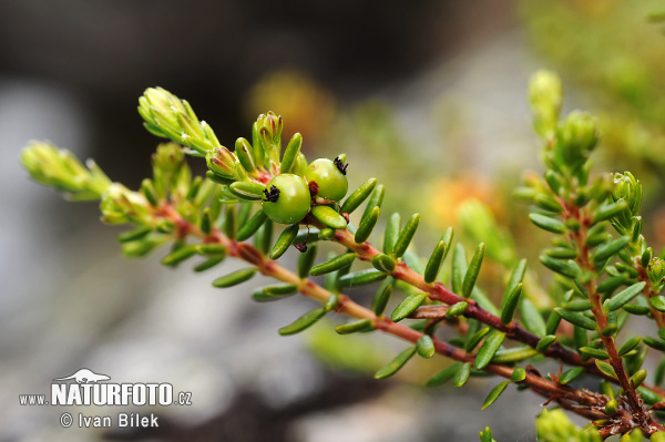 Mountain Crowberry (Empetrum hermaphroditum)
