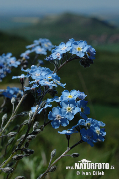 Myosotis stenophylla