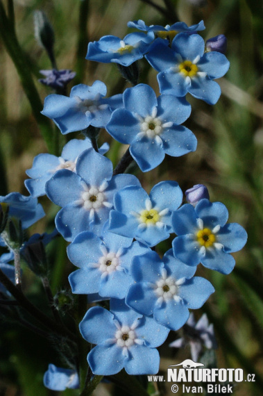 Myosotis stenophylla