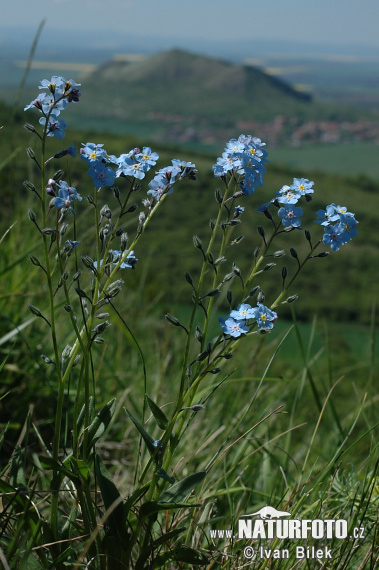 Myosotis stenophylla