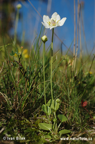 Mýrasóley