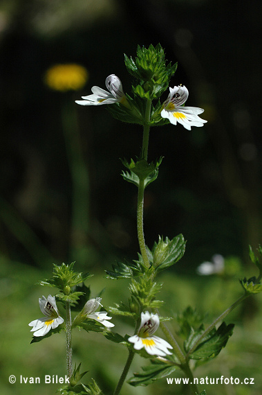 Navadna smetlika