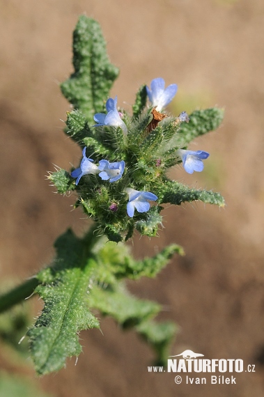 nchusa arvensis L. M. Bieb.