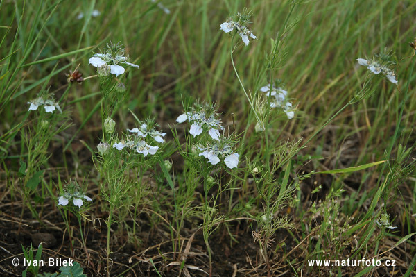 Nigella arvensis