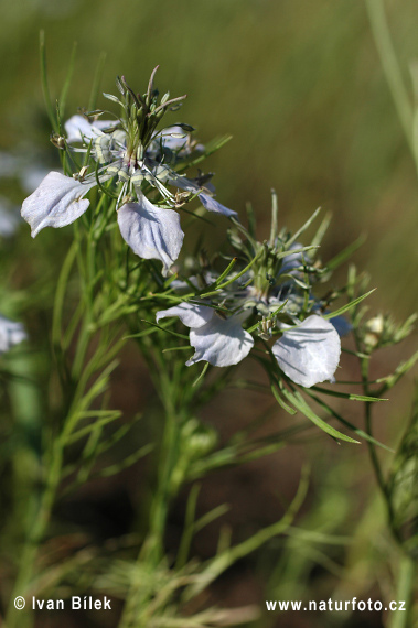 Nigella arvensis