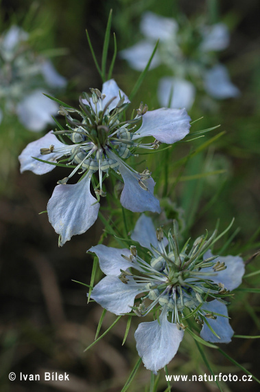 Nigella arvensis