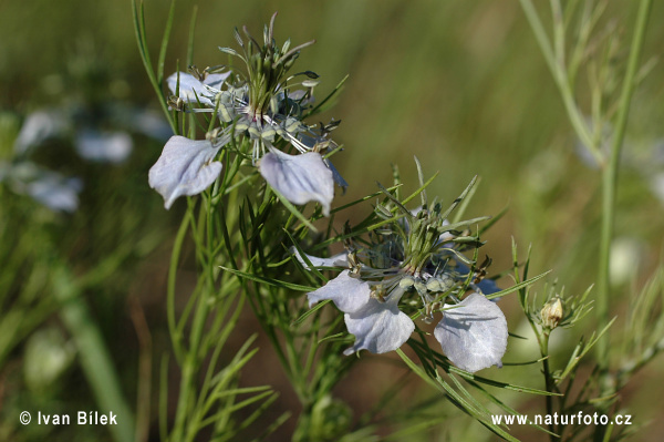 Nigelle des champs - Nigelle bâtarde