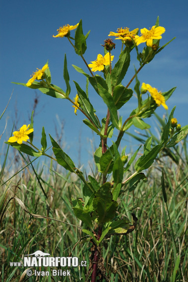 Nikkende Brøndsel