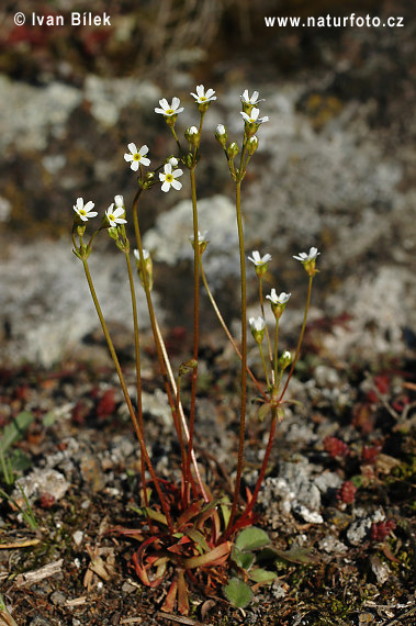 Northern Fairy Candelabra (Androsace septentrionalis)