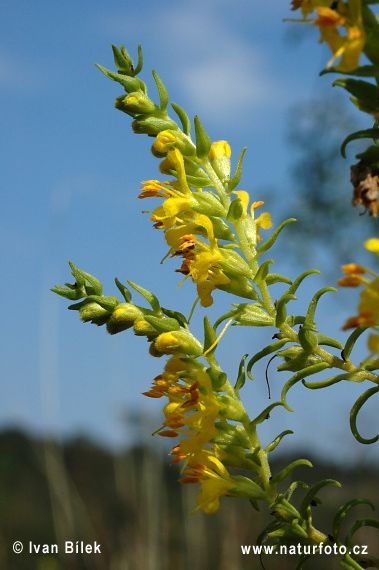 Odontite jaune