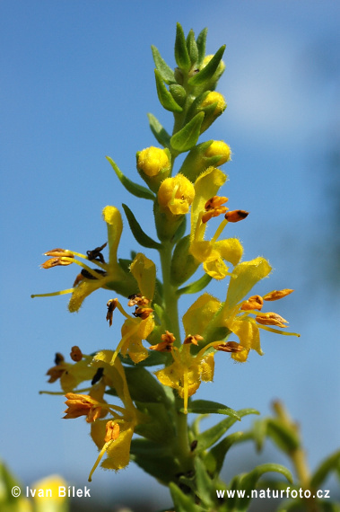 Odontite jaune