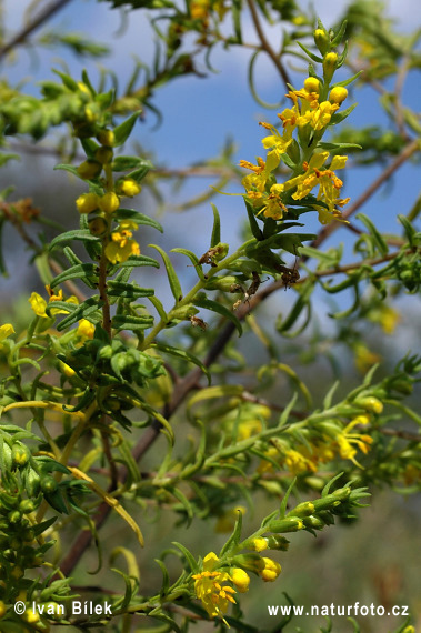 Odontite jaune