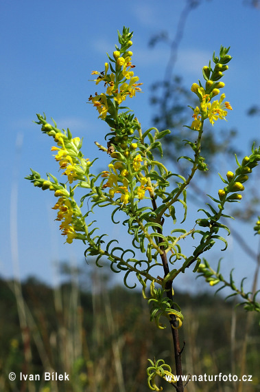 Odontite jaune