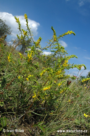 Odontite jaune