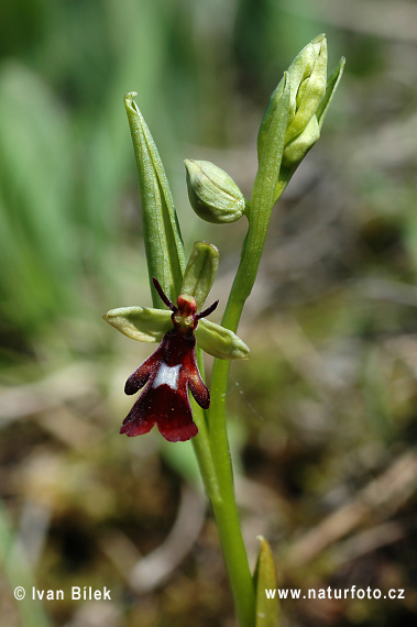 Ophrys mouche