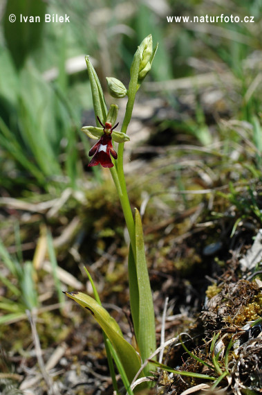 Ophrys mouche