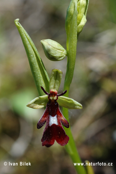 Ophrys mouche