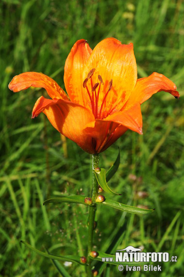 Orange Lily