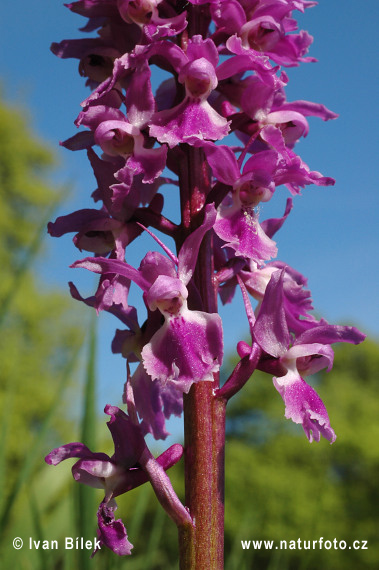 Orchide maschia