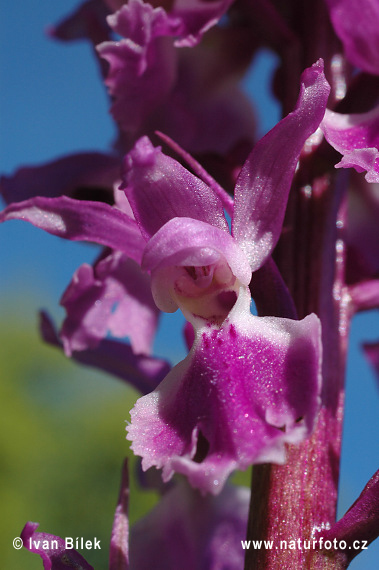 Orchide maschia