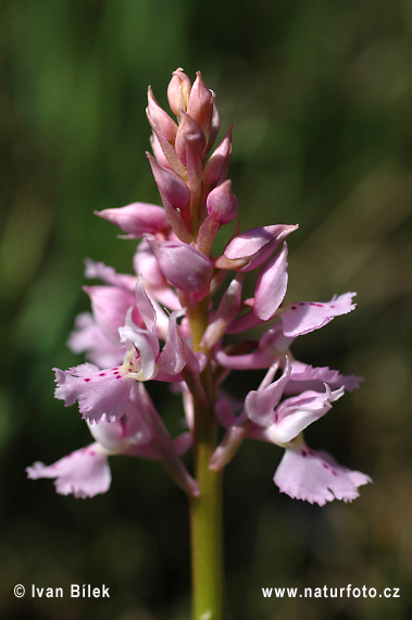 Orchide maschia