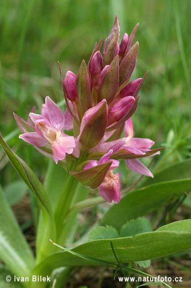 Orchide sambucina